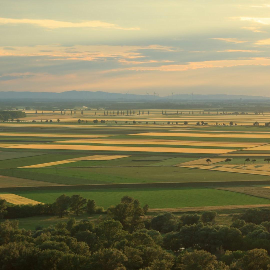 aerial photo of green trees at daytime